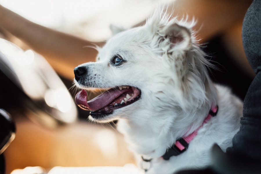 Pets at Weddings: Making Your Special Day Pawsitively Amazing